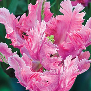 Parrot Pink Vision Tulip Seeds
